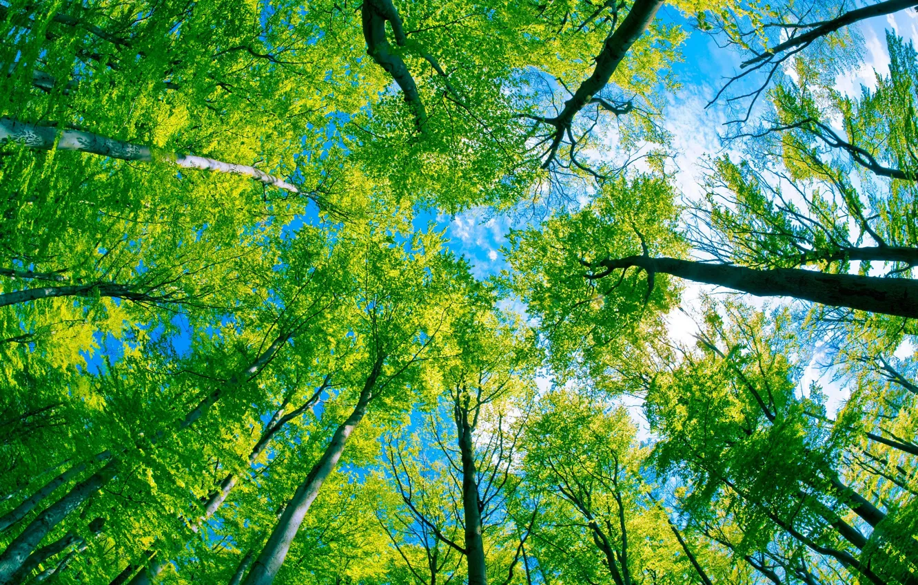 Фото обои лес, небо, деревья, взгяд снизу, Under the trees, зелёное царство