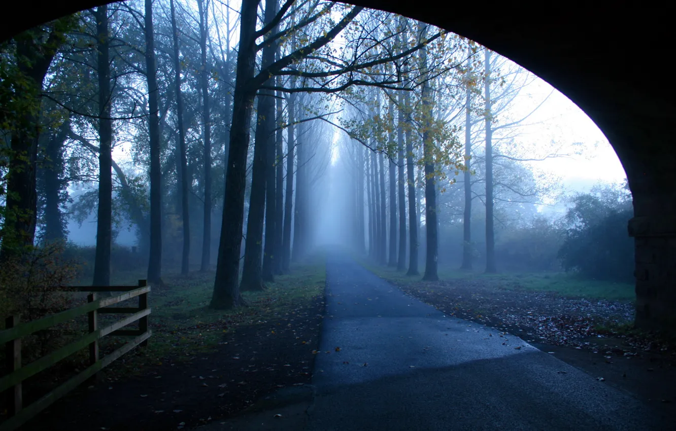 Фото обои дорога, деревья, пейзаж, туман, утро