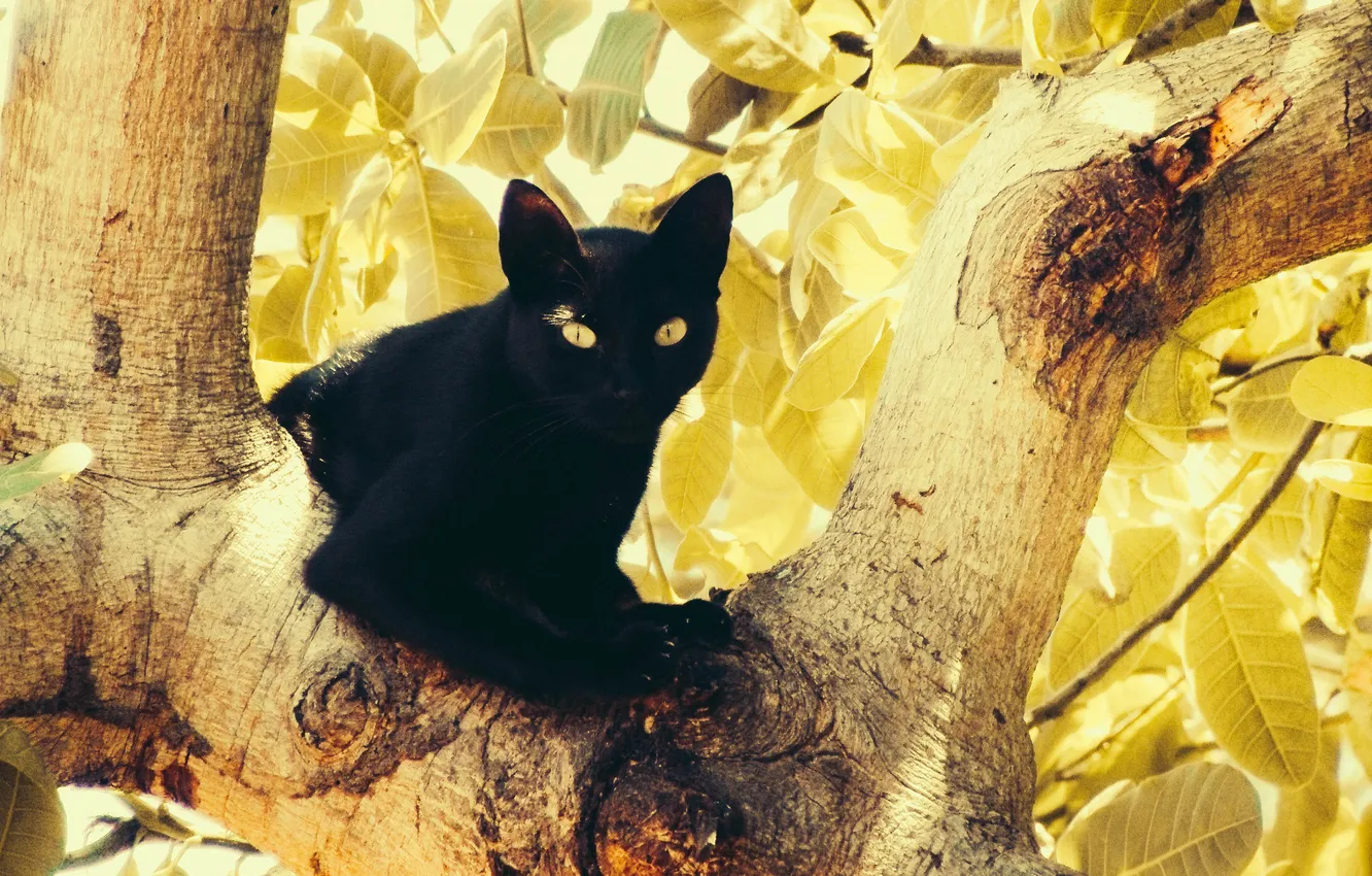 Фото обои eyes, cat, leaves, tree