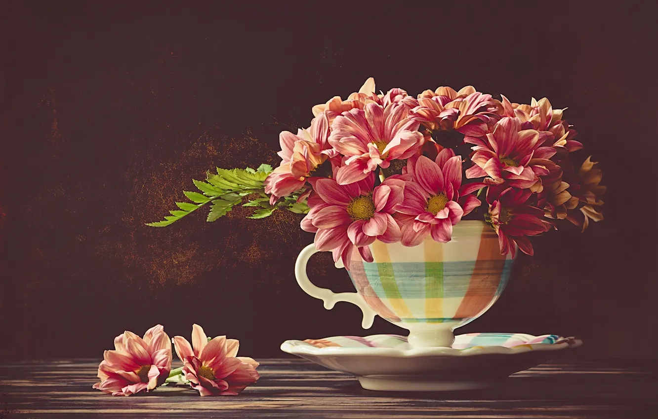 Фото обои фон, чашка, хризантемы