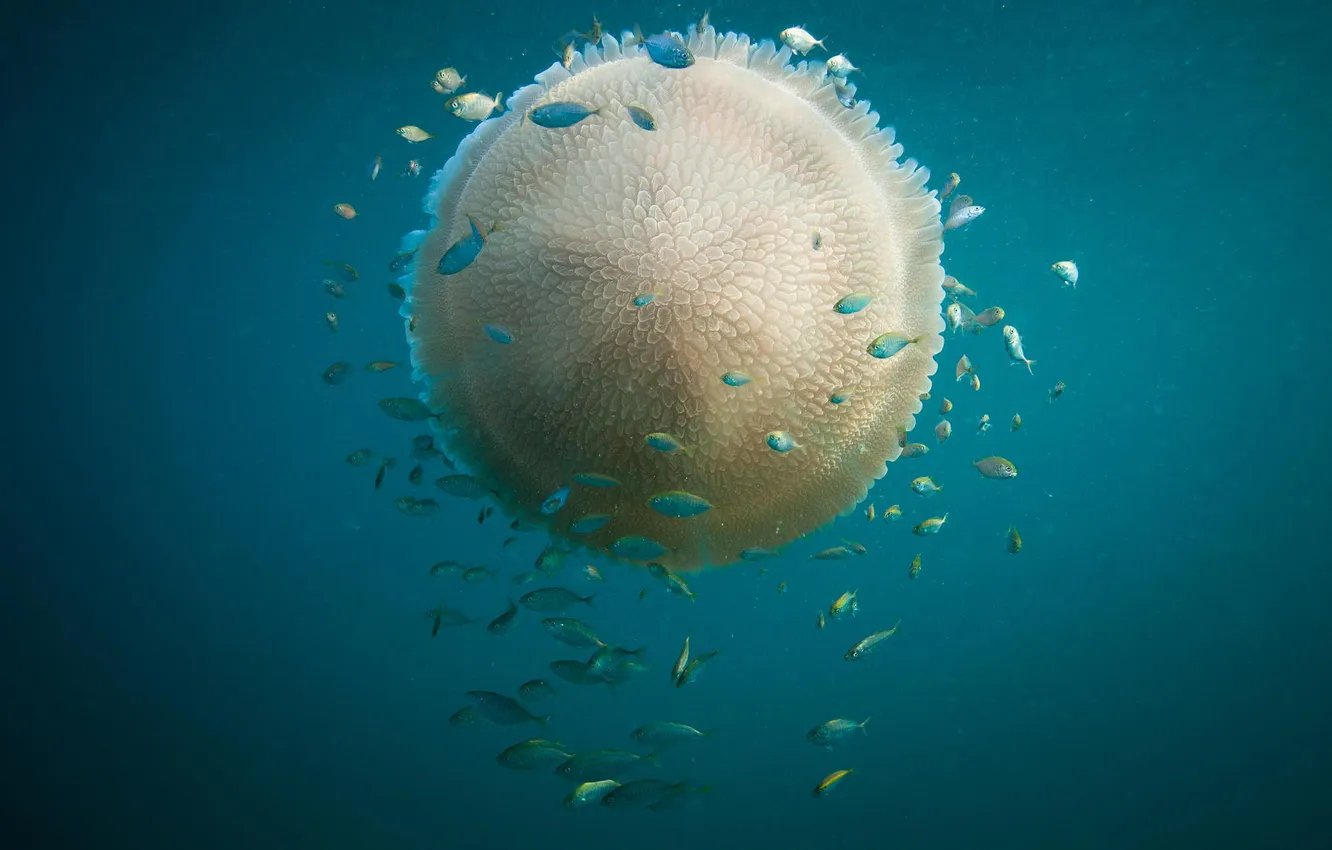 Фото обои рыбки, океан, медуза, подводный мир