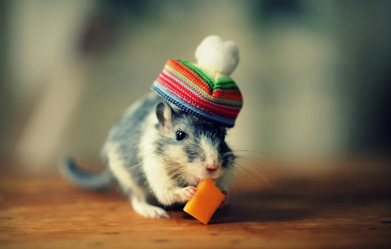 Фото обои мышь, сыр, шляпка