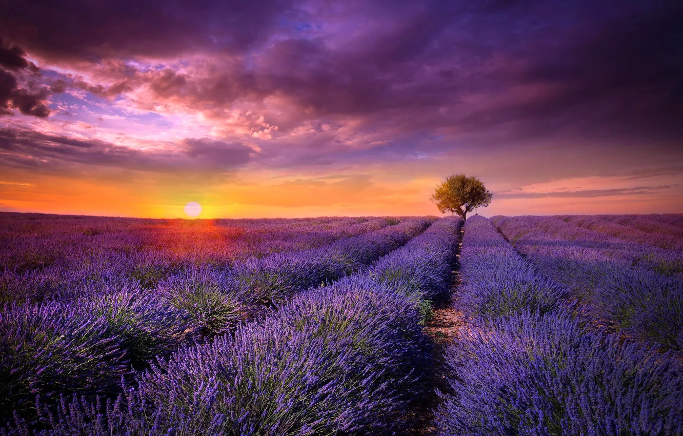 Фото обои поле, солнце, закат, цветы, дерево, Франция, лаванда, сиреневые