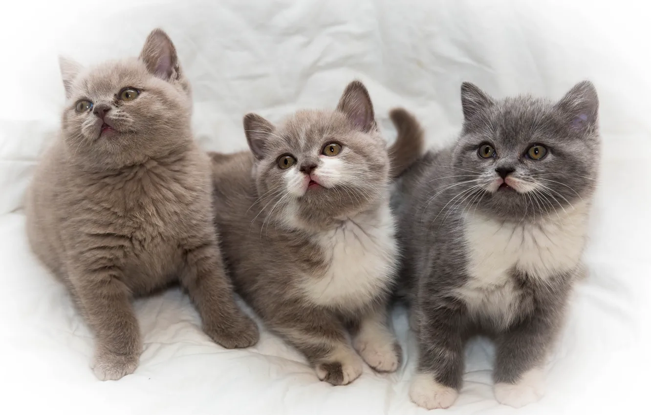 Фото обои котята, малыши, трио, троица