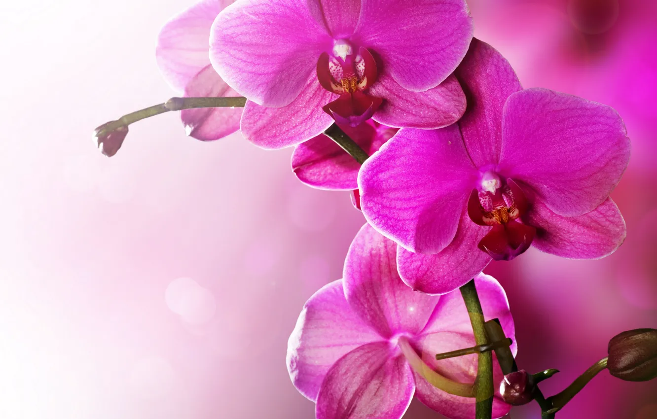 Фото обои цветы, розовая, нежность, красота, лепестки, орхидеи, орхидея, pink