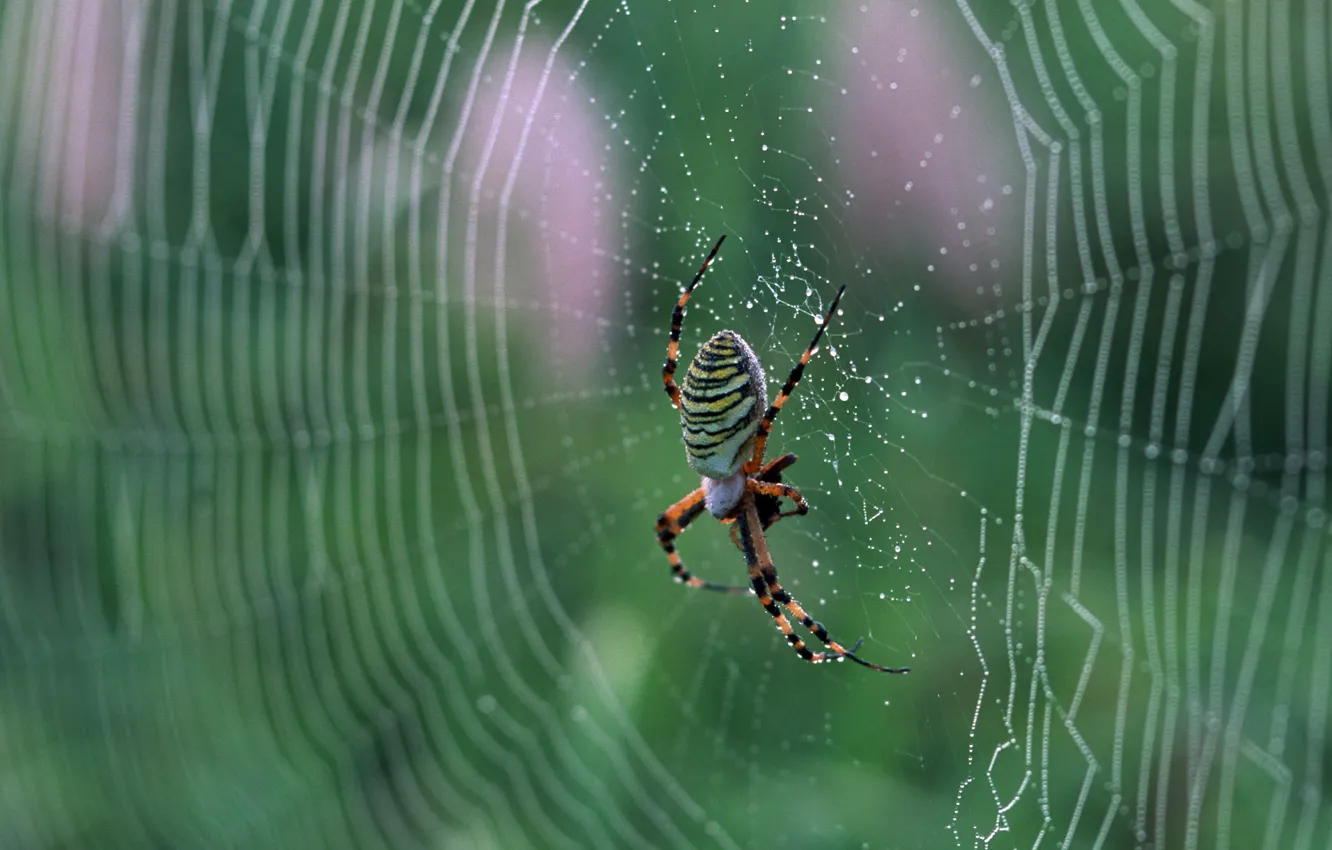 Фото обои паутина, паук, nature, macro