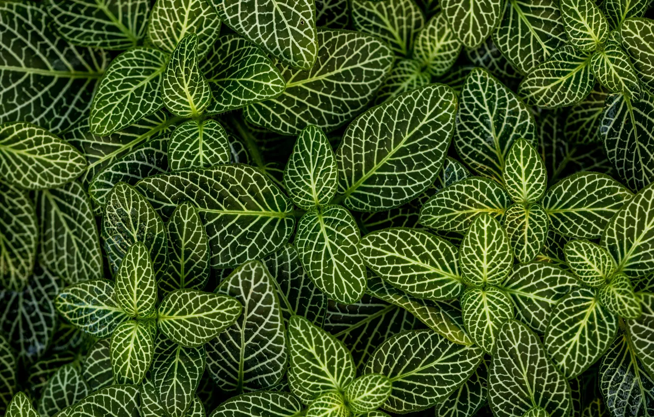 Фото обои листья, полосы, растение, stripes, leaves, plant