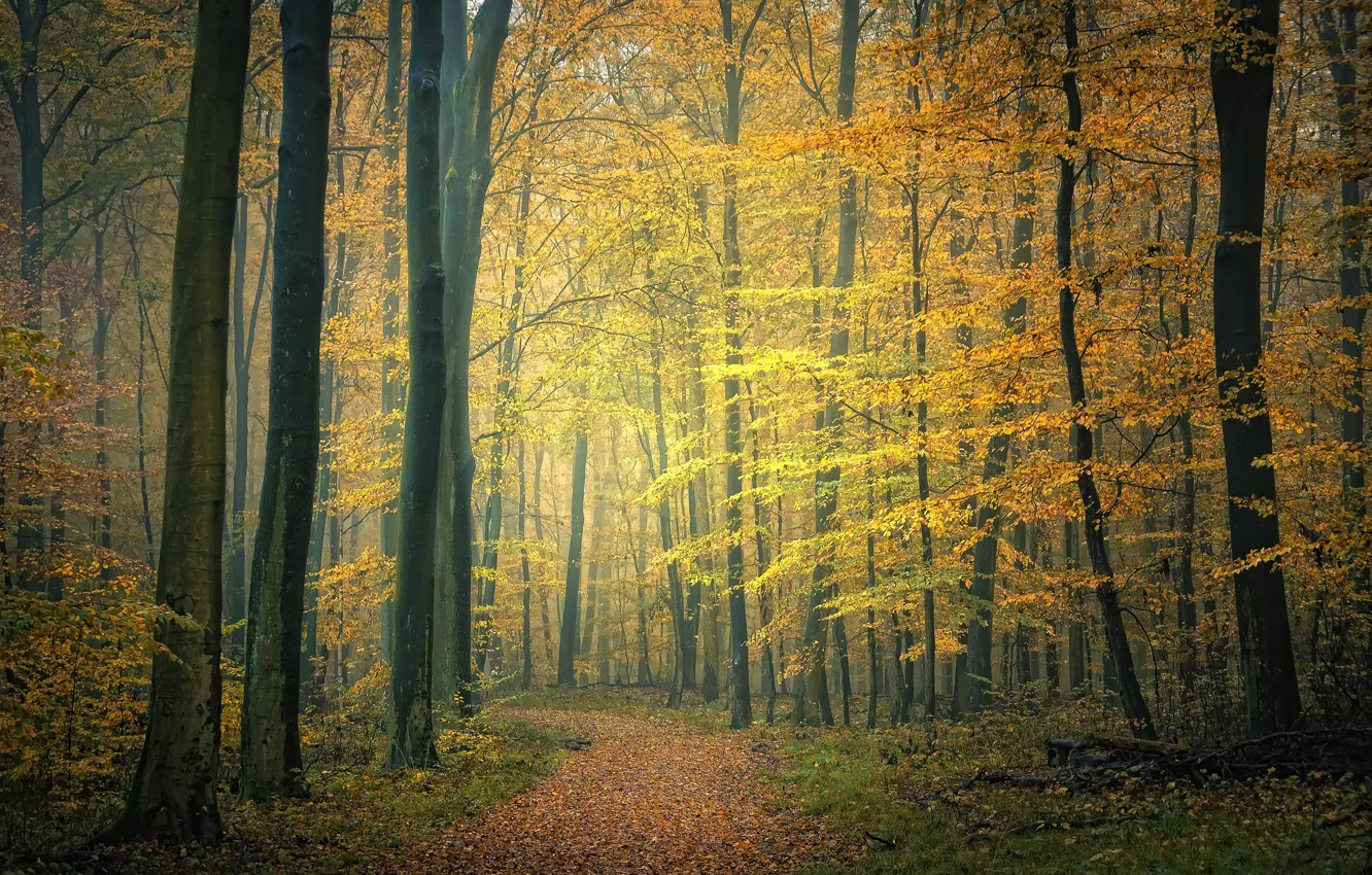 Фото обои осень, лес, туман, фото