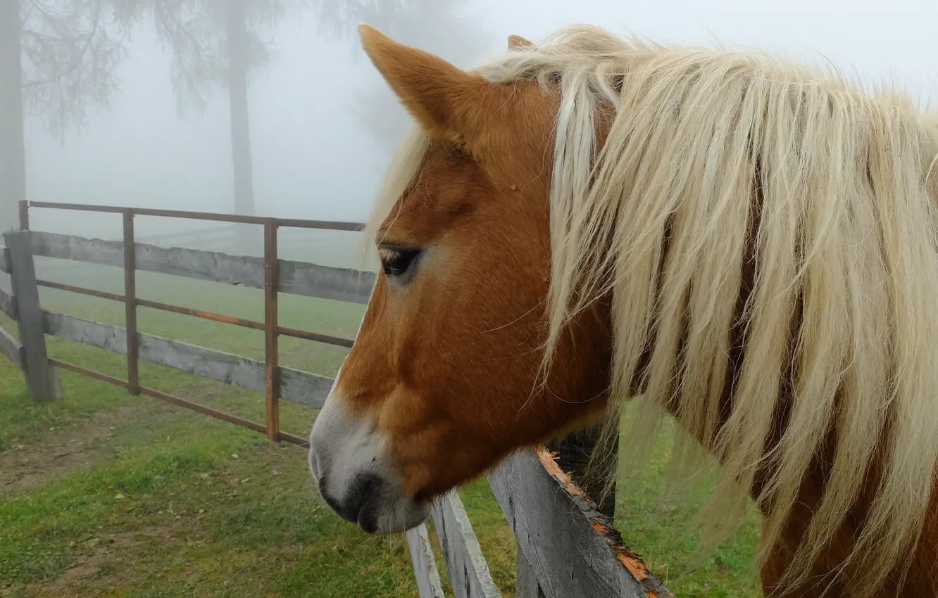 Фото обои деревья, туман, лошадь, забор, грива, профиль
