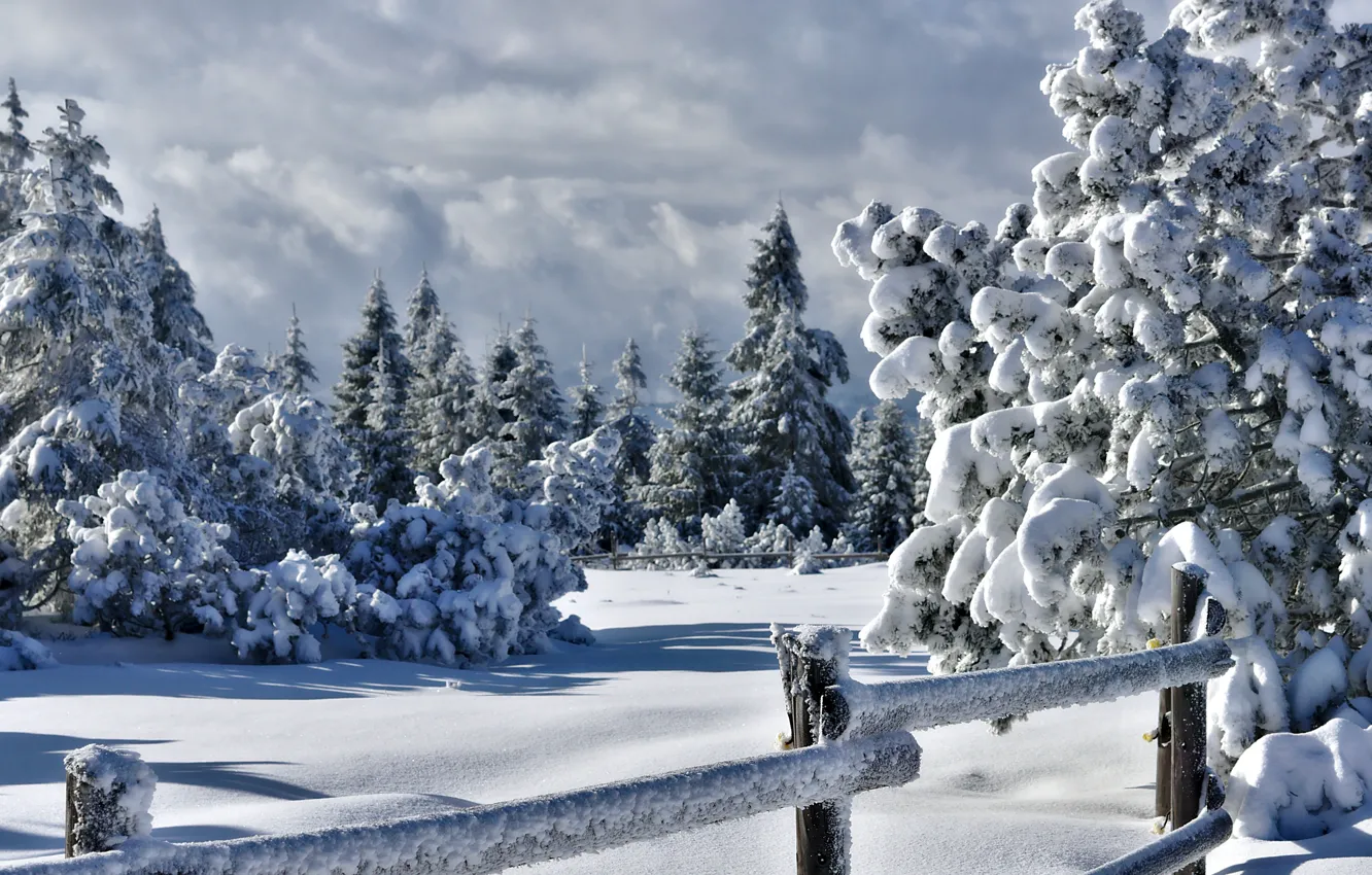 Фото обои зима, снег, забор, ели