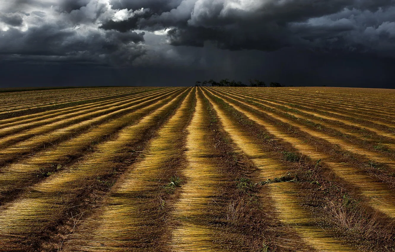 Фото обои поле, тучи, перед дождём
