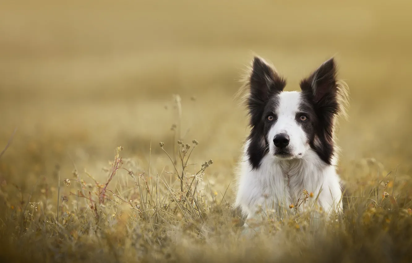 Фото обои трава, взгляд, морда, собака, Бордер-колли