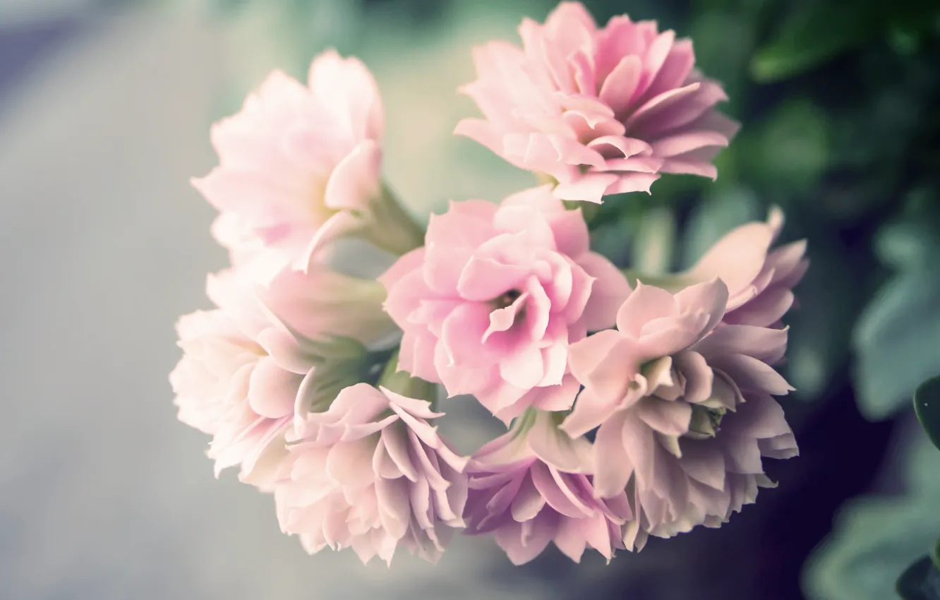 Фото обои цветы, весна, flower, красивый