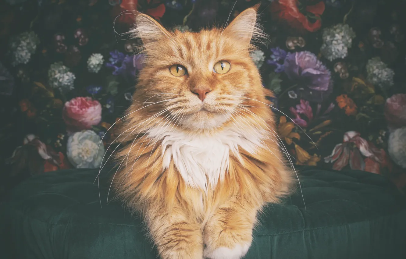 Фото обои кошка, кот, цветы, рыжая