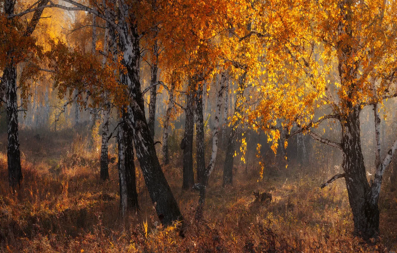 Фото обои осень, лес, свет, ветки, природа, туман, стволы, листва