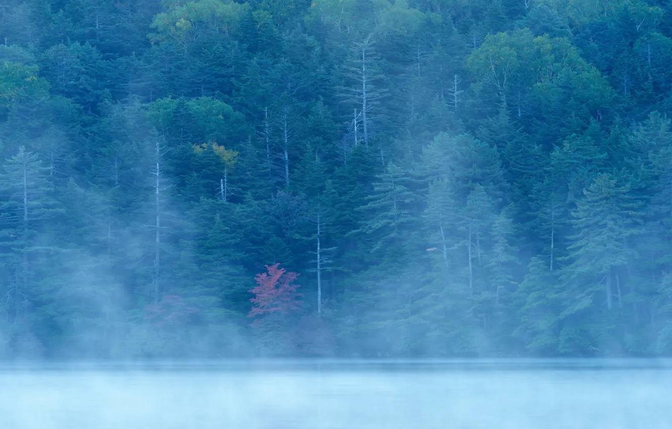 Фото обои осень, лес, туман, озеро, река, склон