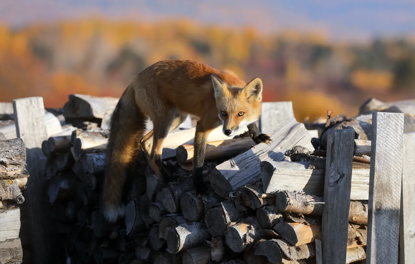 Фото обои лиса, дрова, зверь