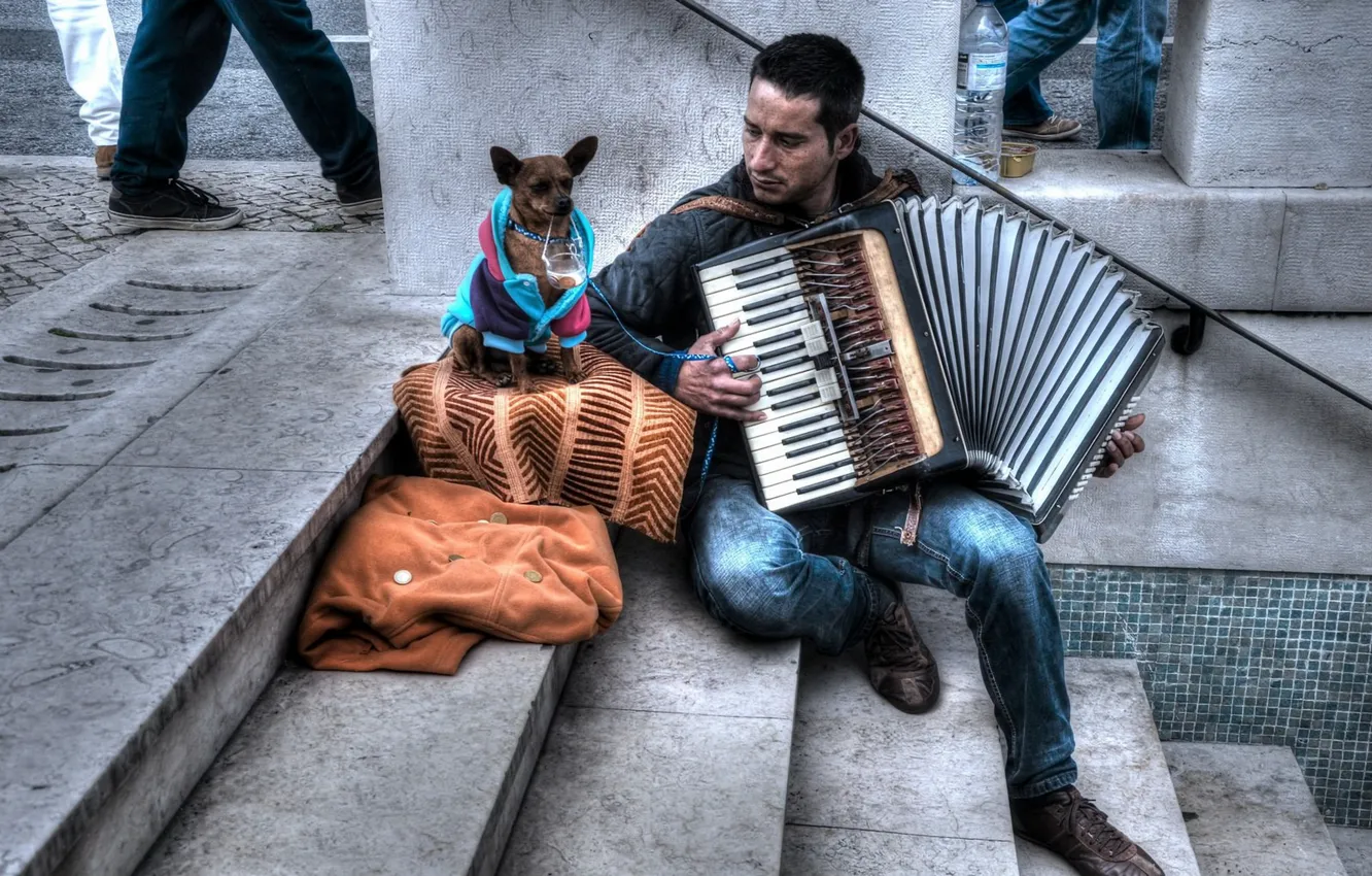 Фото обои музыка, улица, собака, музыкант, аккордеон