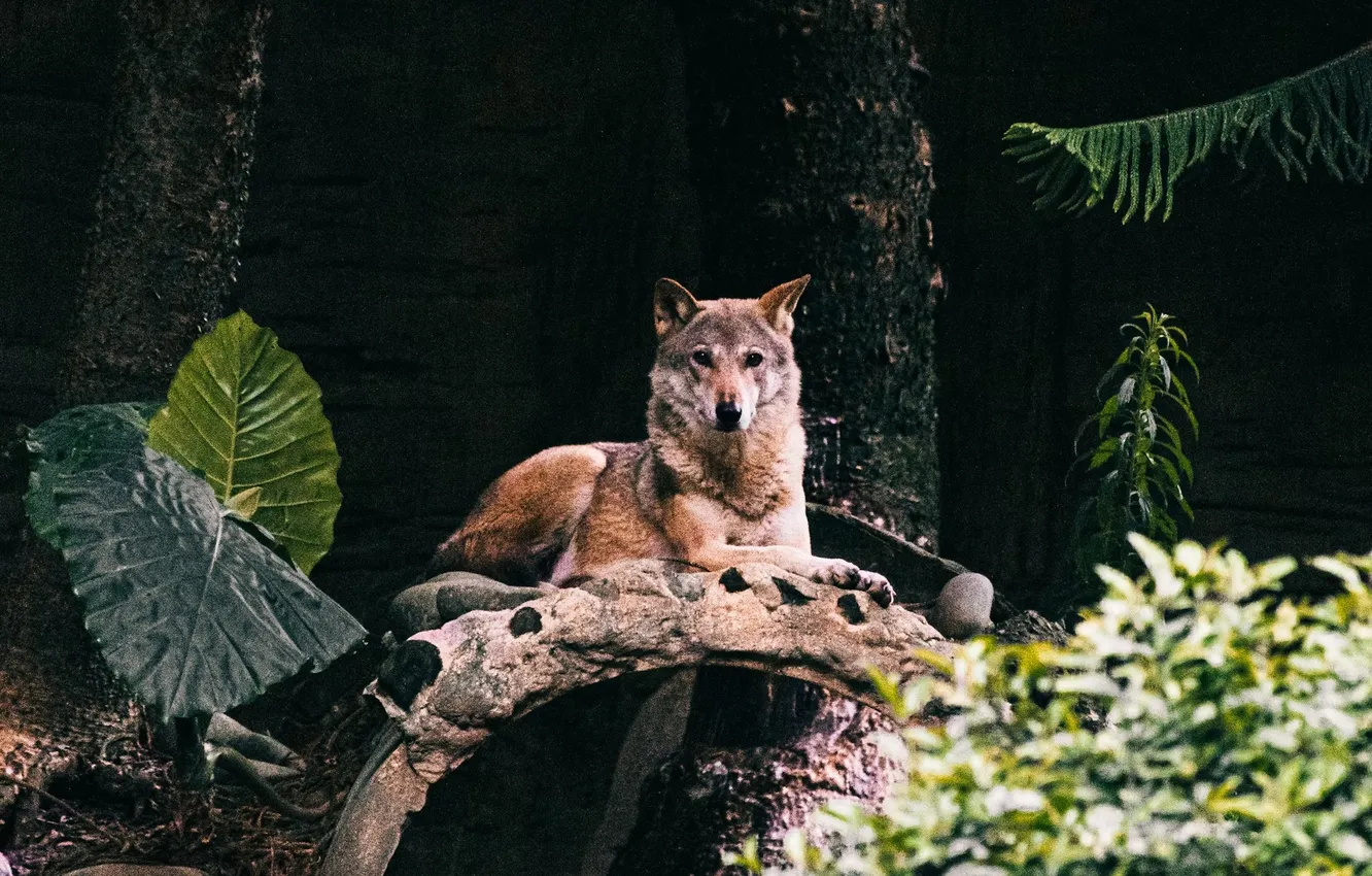 Фото обои nature, predator, animal, wolf, wildlife, portrait, portrait., Canis lupus. face
