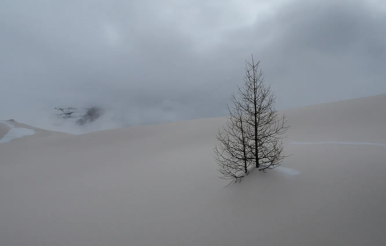 Фото обои зима, небо, облака, снег, горы, дерево