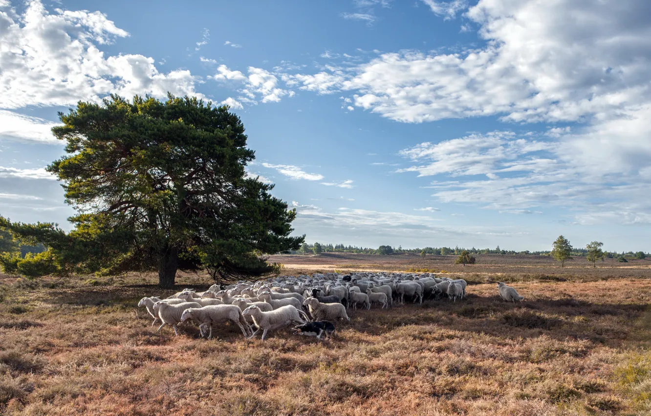 Фото обои поле, природа, дерево, овцы, собака, стадо