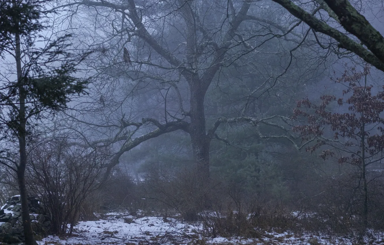 Фото обои лес, снег, деревья, природа, туман