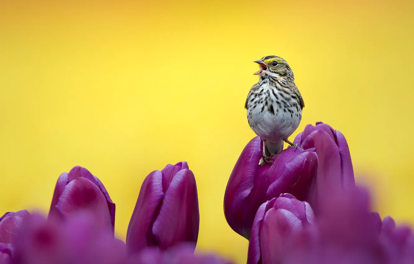 Фото обои цветы, птица, фиолетовые, тюльпаны, птичка, бутоны, жёлтый фон, Саванная овсянка