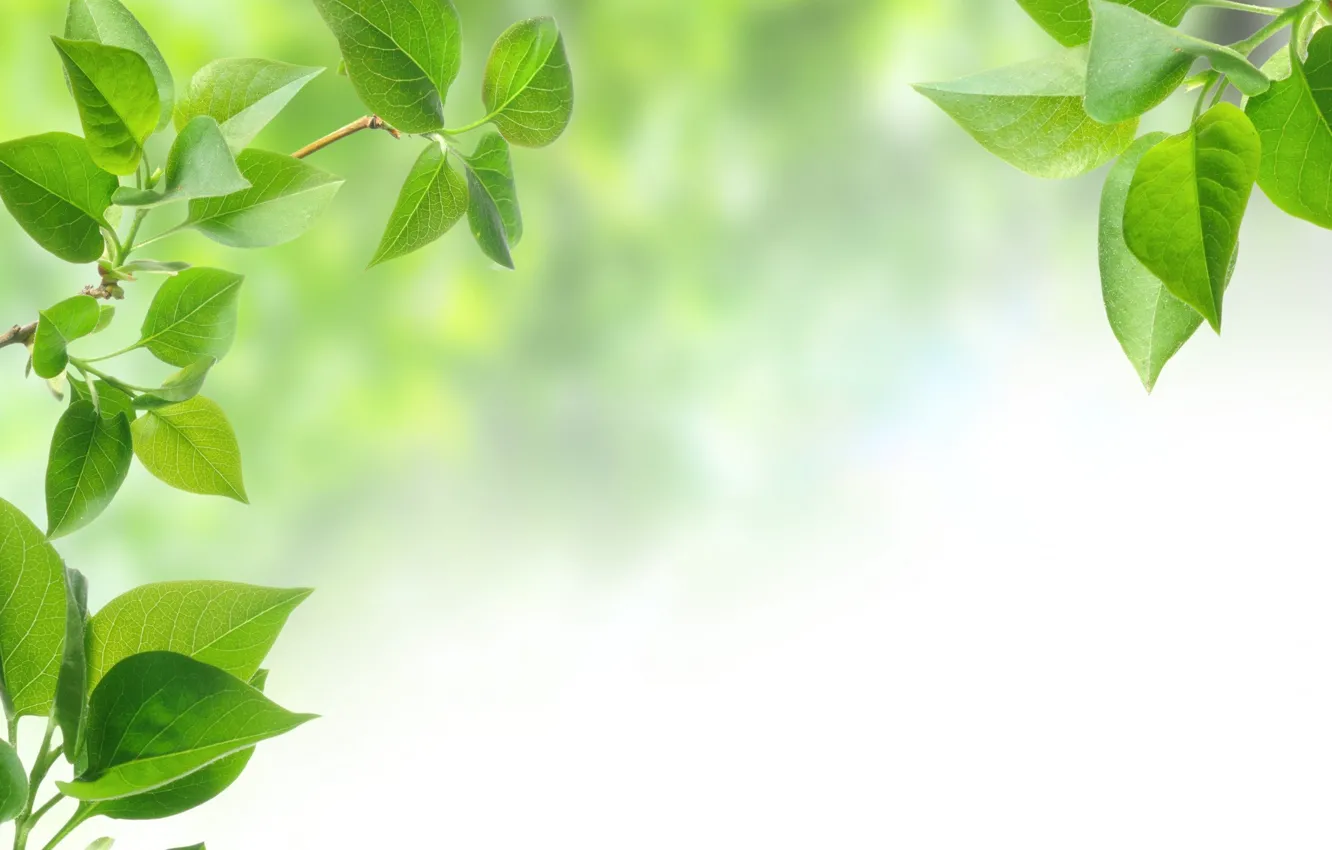 Фото обои листья, фон, дерево, зеленые листья, листок, ветка, background, leaves