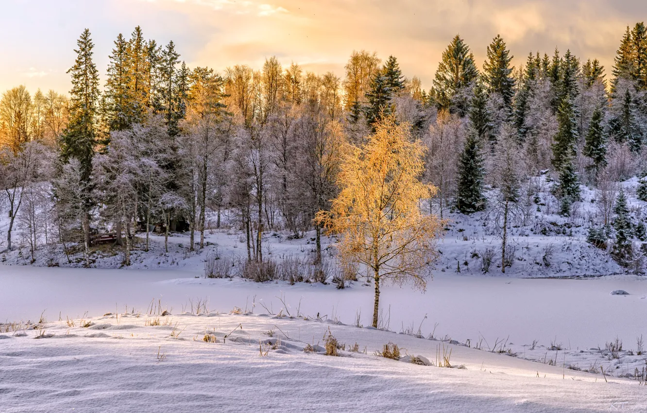 Фото обои зима, свет, снег, природа, берёза