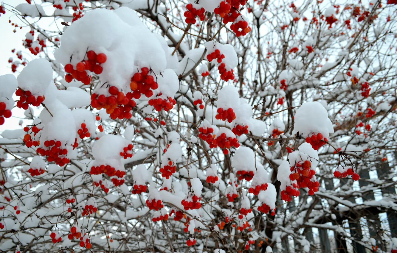 Фото обои зима, снег, дерево, красная, рябина