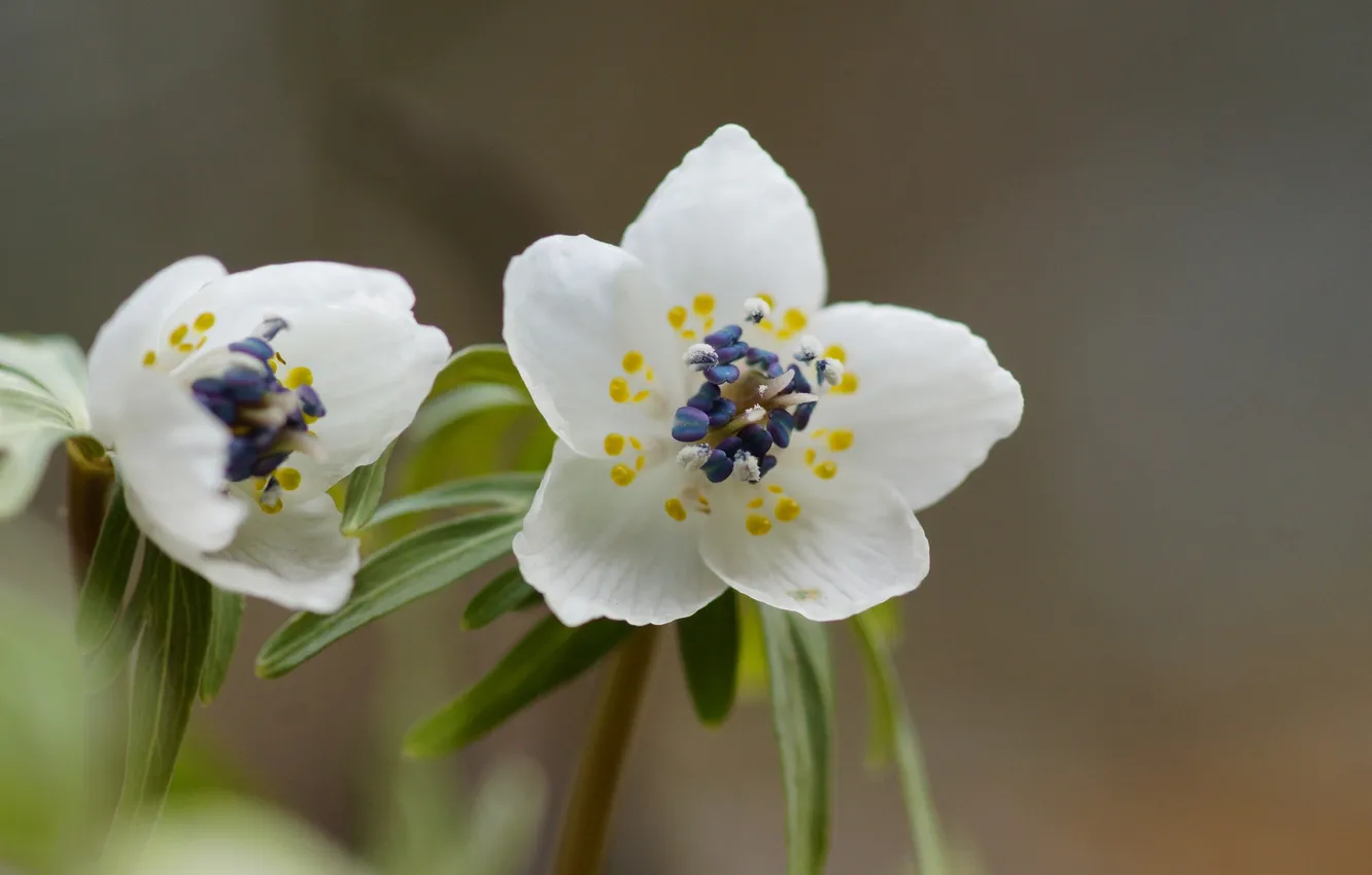 Фото обои цветы, фокус, белые, Shibateranthis, Весенник