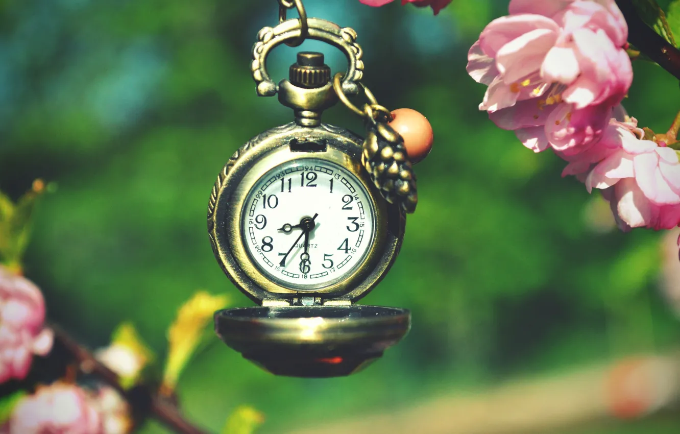 Фото обои макро, время, вишня, часы, ветка, весна, сакура, цветение