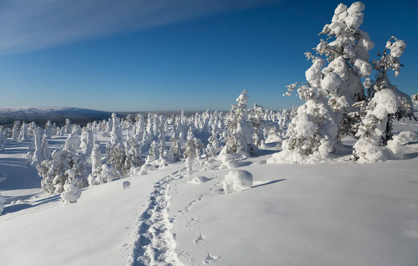Фото обои зима, снег, деревья, следы, Финляндия, Finland, Lapland, Лапландия