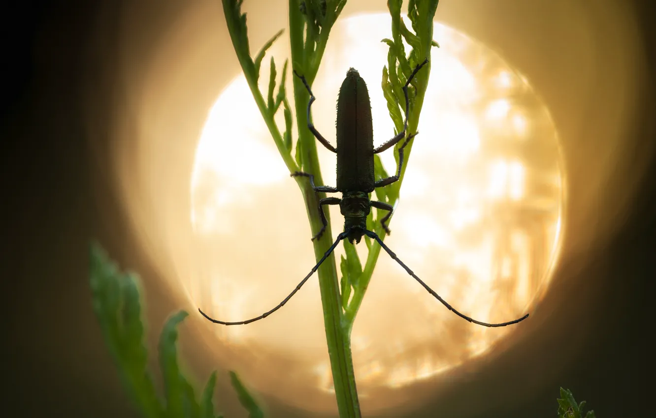 Фото обои макро, жук, насекомое