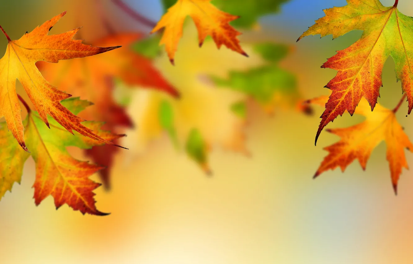 Фото обои осень, листья, яркие цвета