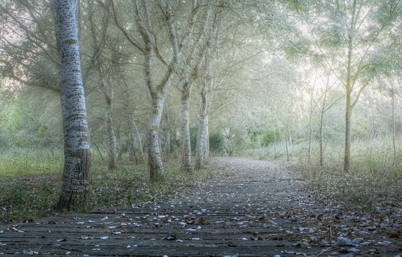 Фото обои дорога, осень, деревья, туман, парк, утро