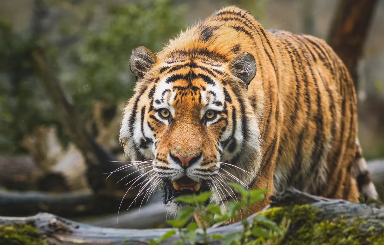 Фото обои взгляд, морда, тигр, хищник, дикая кошка