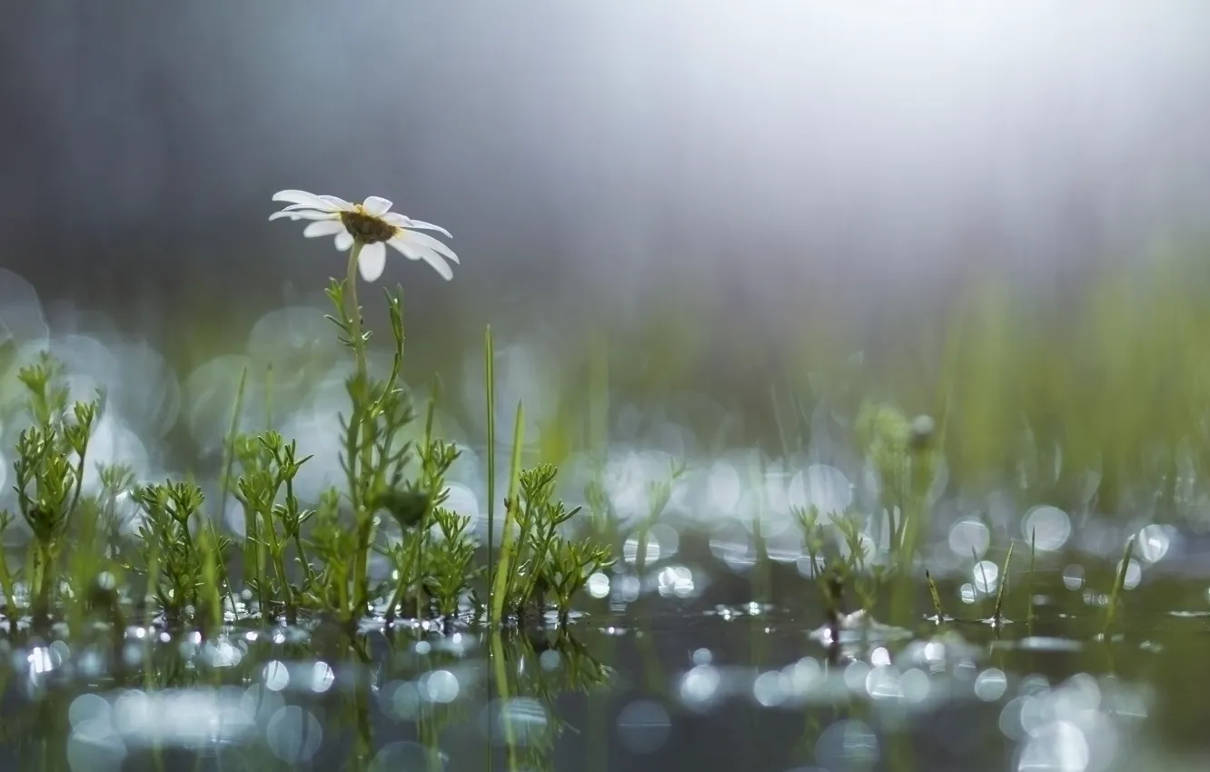 Фото обои цветок, трава, блики, ромашка, лужа, после дождя