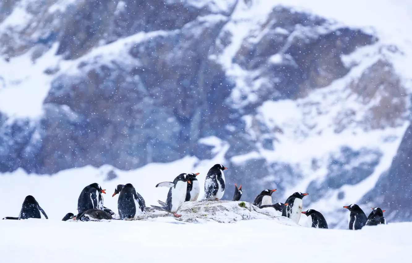 Фото обои зима, снег, горы, птицы, природа, пингвины, сугробы, пингвин