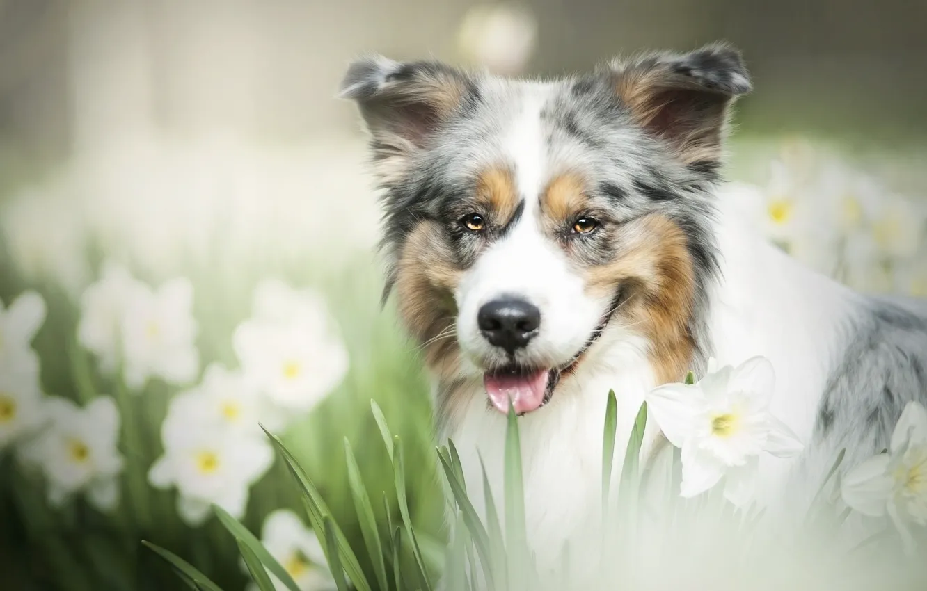 Фото обои взгляд, морда, цветы, собака, нарциссы, боке, Австралийская овчарка, Аусси
