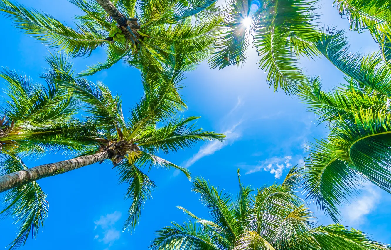Фото обои пляж, лето, небо, пальмы, summer, beach, sky, beautiful