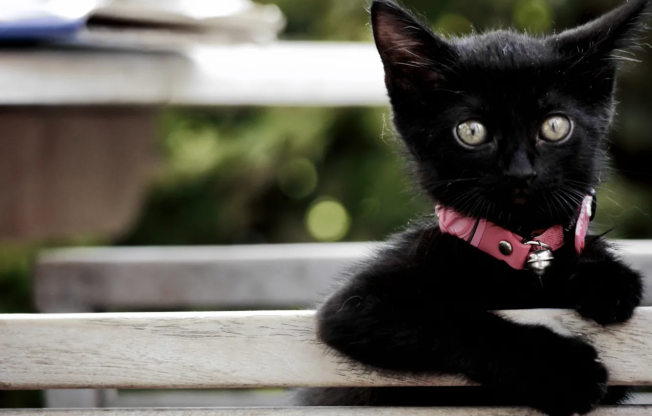 Фото обои взгляд, малыш, ошейник, котёнок, чёрный котёнок