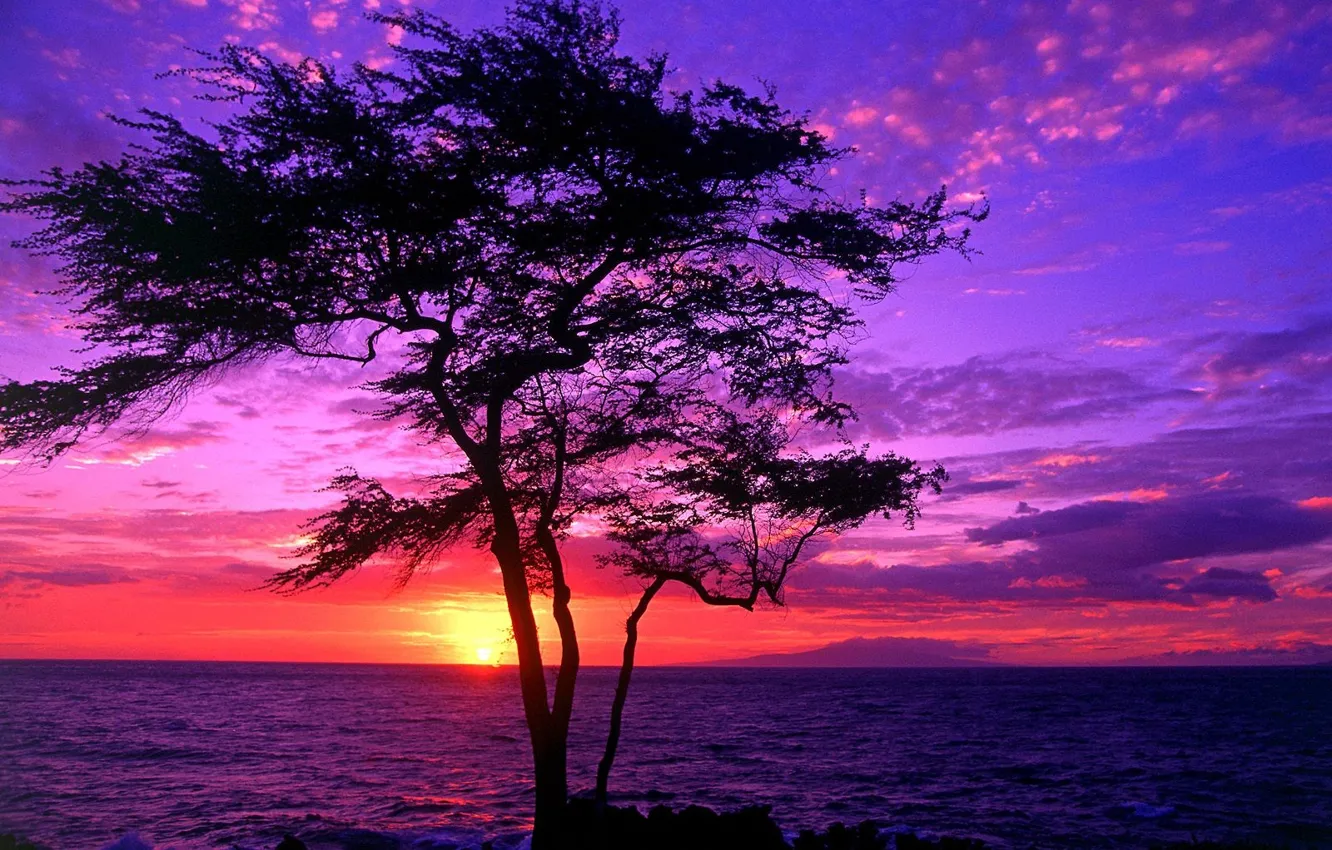 Фото обои Закат, Дерево, Гавайи