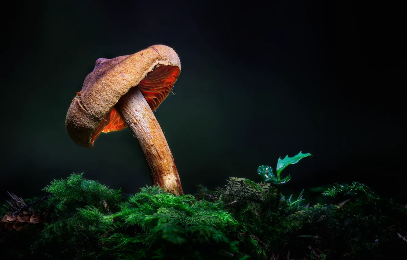 Фото обои свет, ночь, природа, темный фон, гриб, мох