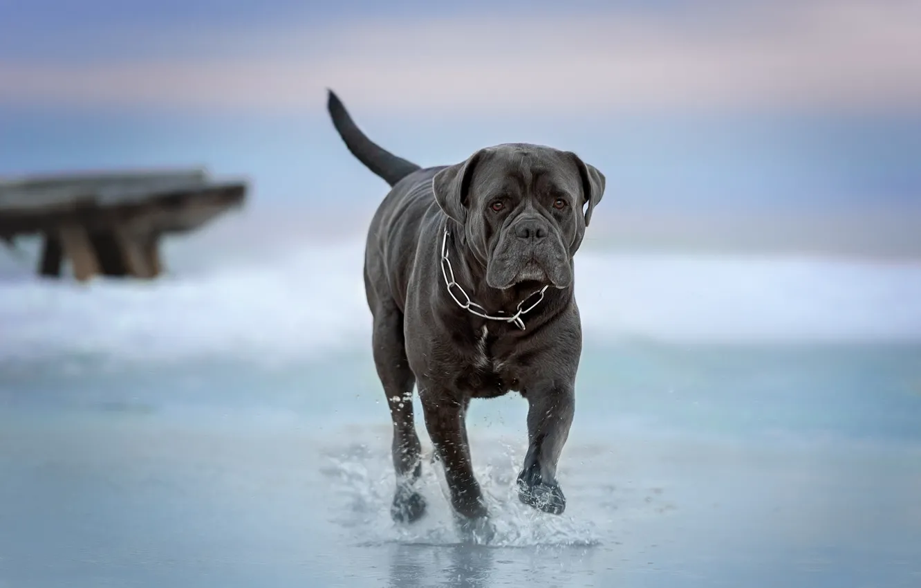 Фото обои вода, собака, прогулка, Кане-корсо, Ирина Ковалёва