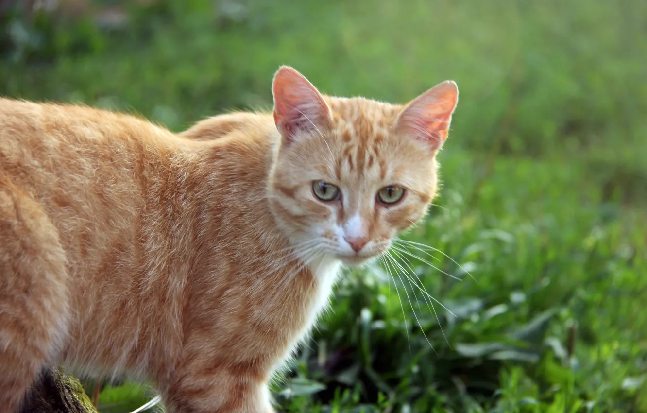 Фото обои кошка, лето, солнце