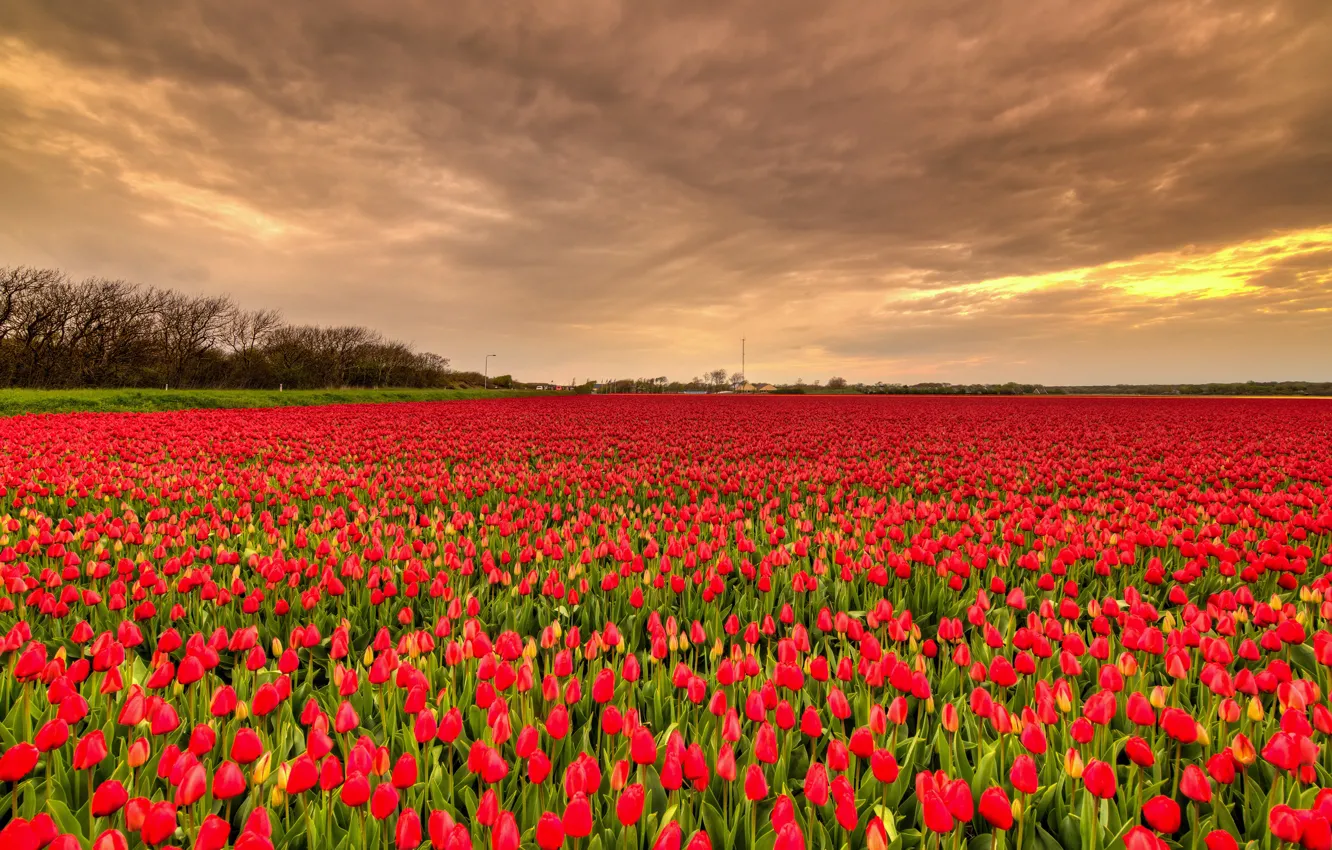 Фото обои поле, небо, облака, цветы, тюльпаны, красные, бутоны, много