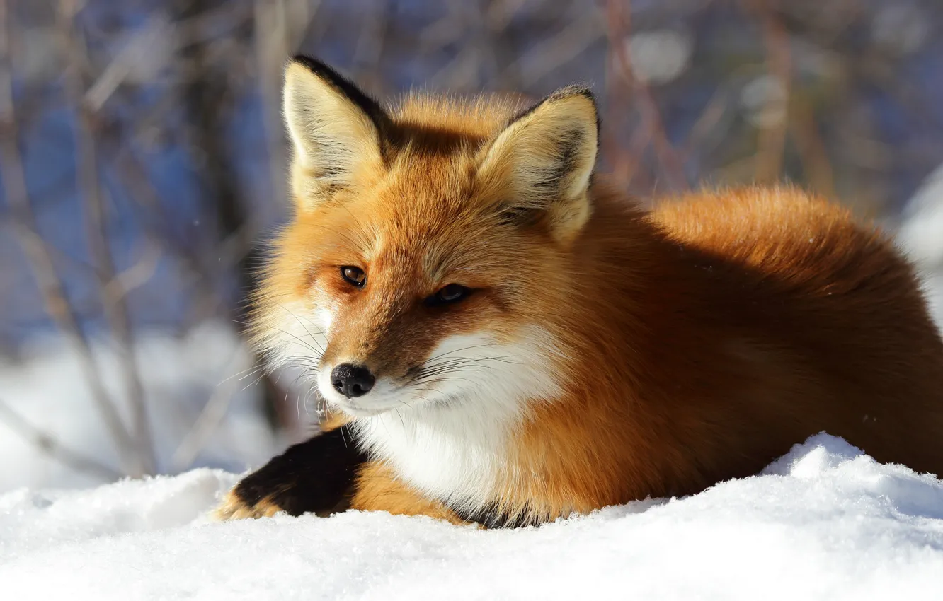 Фото обои зима, морда, снег, природа, лиса, лежит, лисица