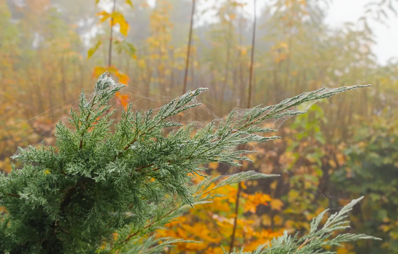 Фото обои green, plant, twig