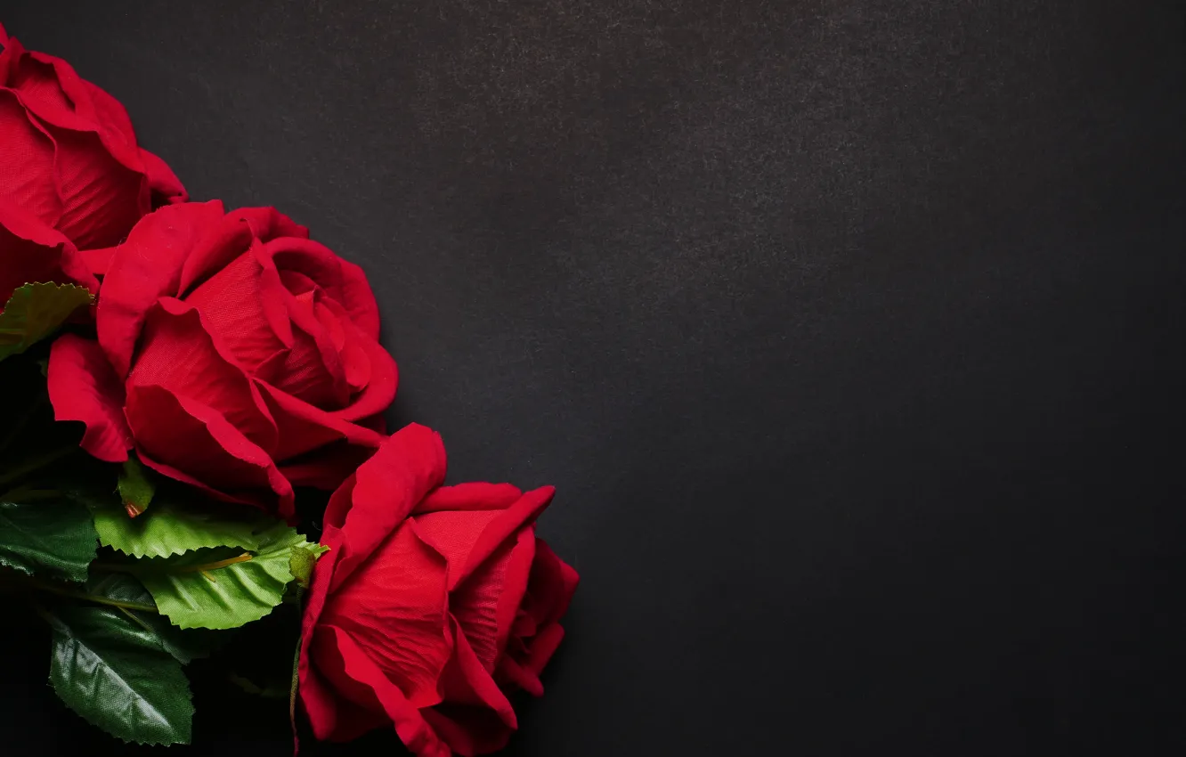 Фото обои цветы, розы, красные, red, черный фон, flowers, roses